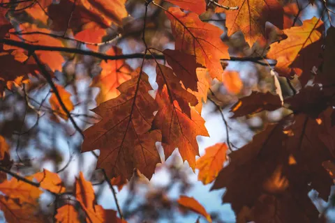 Autumn Maple Leaves 4K Wallpaper · autumn · 3840×2560