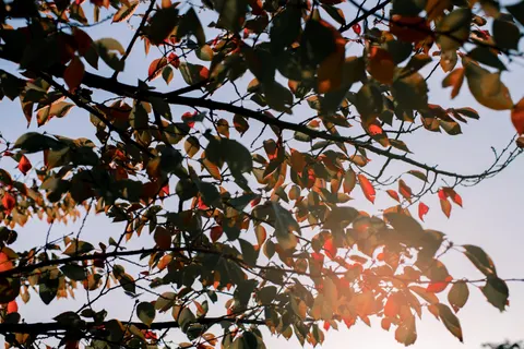 Autumn Maple Leaves 4K Wallpaper · autumn · 3840×2560