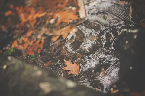 Autumn Maple Leaves 4K Wallpaper · autumn · 3840×2563