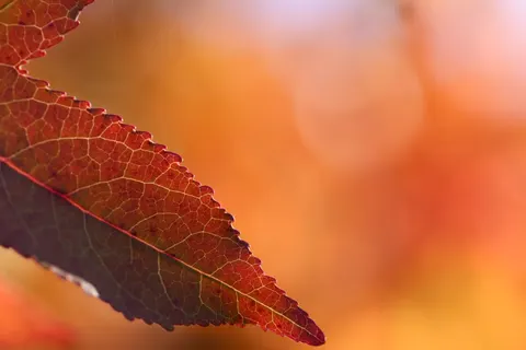 Autumn Maple Leaves 4K Wallpaper · autumn · 3840×2560