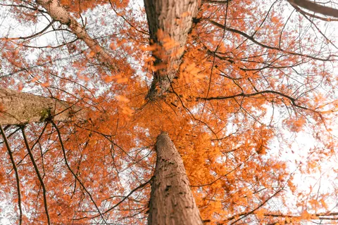 Autumn Maple Leaves 4K Wallpaper · autumn · 3840×2560