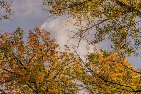 Autumn Maple Leaves 4K Wallpaper · autumn · 3840×2560