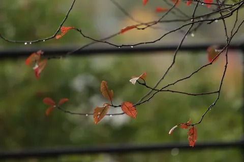 Autumn Maple Leaves 4K Wallpaper · autumn · 3840×2560