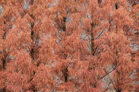 Autumn Maple Leaves 4K Wallpaper · autumn · 3840×2552