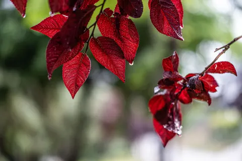 Autumn Maple Leaves 4K Wallpaper · autumn · 3840×2560