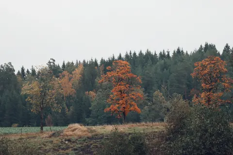 Autumn Maple Leaves 4K Wallpaper · autumn · 3840×2560