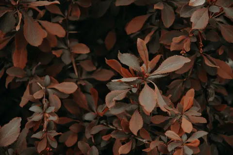 Autumn Maple Leaves 4K Wallpaper · autumn · 3840×2560