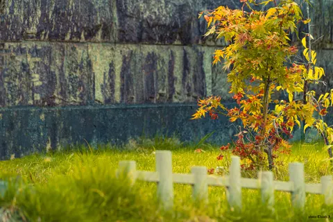 Autumn Maple Leaves 4K Wallpaper · autumn · 3840×2560
