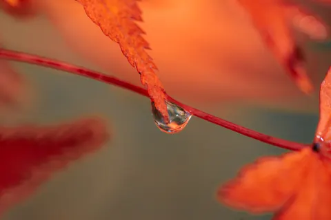 Autumn Maple Leaves 4K Wallpaper · autumn · 3840×2560