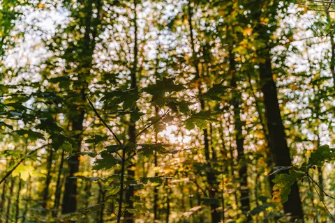 Autumn Park 4K Wallpaper · autumn · 3840×2560