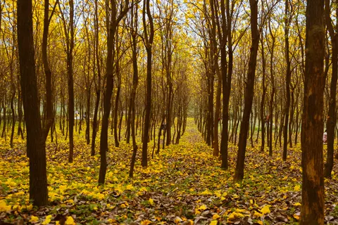 Autumn Park 4K Wallpaper · autumn · 3840×2560