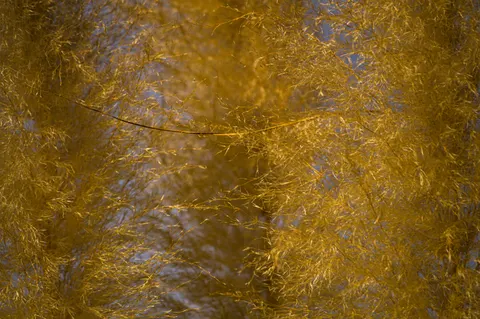 Gold Foil 4K Wallpaper · textures · 3840×2553