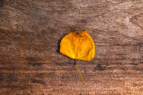 Wood Texture 4K Wallpaper · textures · 3840×2559