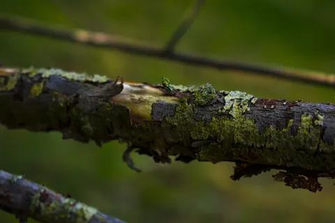 Wood Texture 4K Wallpaper · textures · 3840×2560