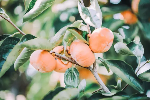 Fresh Fruit 4K Wallpaper · food · 3840×2560