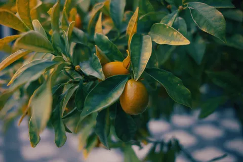 Fresh Fruit 4K Wallpaper · food · 3840×2560