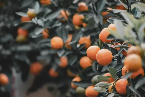Fresh Fruit 4K Wallpaper · food · 3840×2560