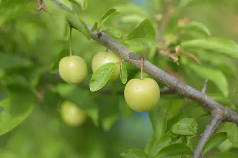 Fresh Fruit 4K Wallpaper · food · 3840×2560