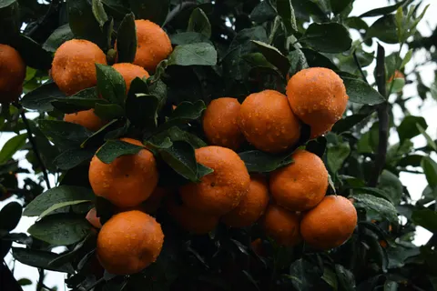 Fresh Fruit 4K Wallpaper · food · 3840×2560