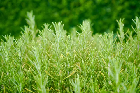 Tea 4K Wallpaper · food · 3840×2560