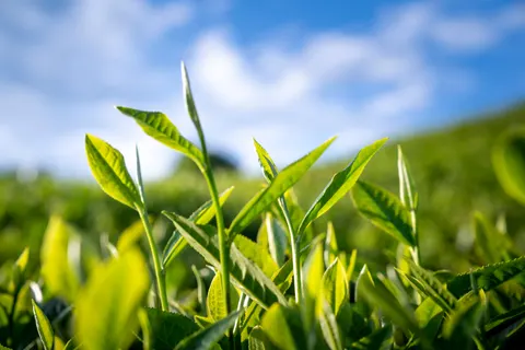 Tea 4K Wallpaper · food · 3840×2560