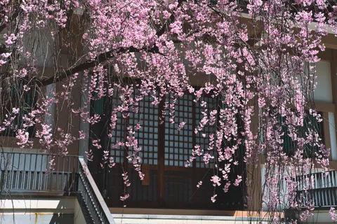 Kyoto 4K Wallpaper · travel · 3840×2560