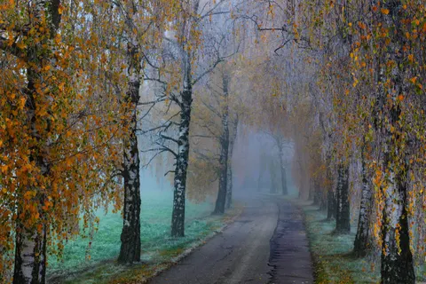 Foggy Road 4K Wallpaper · nature · 3840×2560