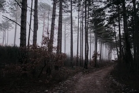 Foggy Road 4K Wallpaper · nature · 3840×2560