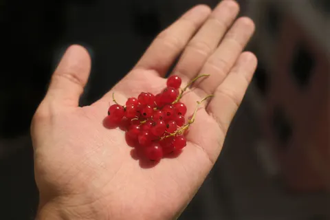 Fresh Fruit 4K Wallpaper · food · 3840×2560
