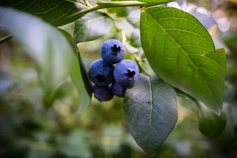 Fresh Fruit 4K Wallpaper · food · 3840×2560