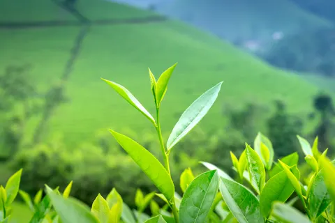 Tea 4K Wallpaper · food · 3840×2561