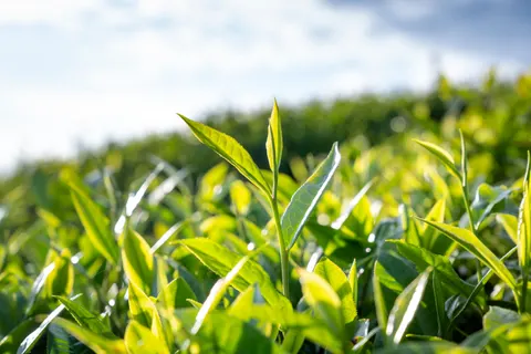 Tea 4K Wallpaper · food · 3840×2560