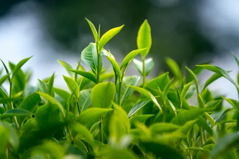 Tea 4K Wallpaper · food · 3840×2561