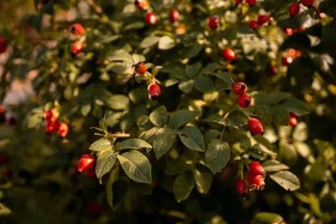 Tea 4K Wallpaper · food · 3840×2560