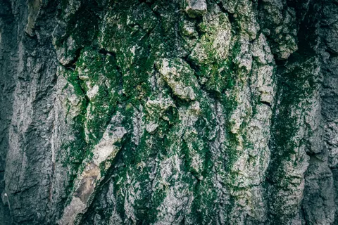 Wood Grain 4K Wallpaper · minimal · 3840×2560