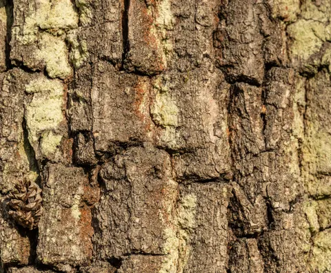 Wood Grain 4K Wallpaper · minimal · 3840×3162