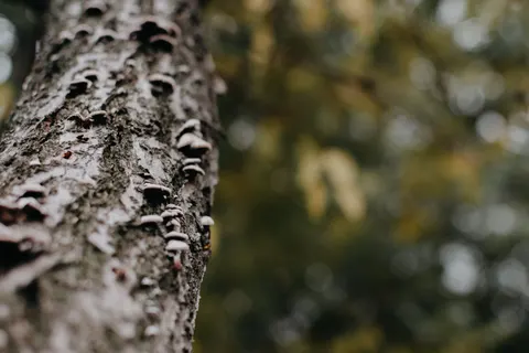Wood Grain 4K Wallpaper · minimal · 3840×2560