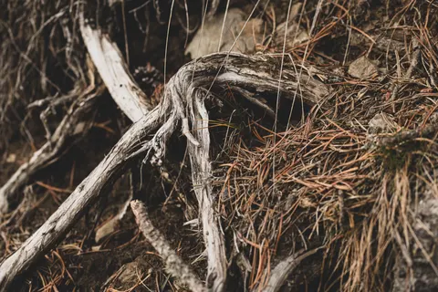Wood Grain 4K Wallpaper · minimal · 3840×2560