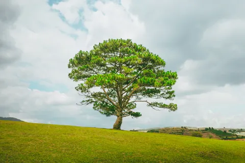 Lone Tree 4K Wallpaper · minimal · 3840×2560