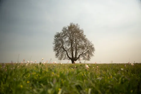 Lone Tree 4K Wallpaper · minimal · 3840×2560