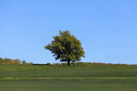 Lone Tree 4K Wallpaper · minimal · 3840×2560