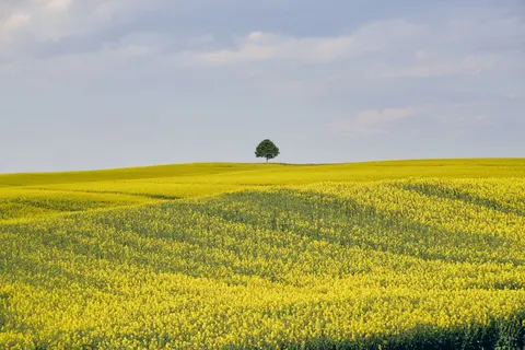 Lone Tree 4K Wallpaper · minimal · 3840×2560