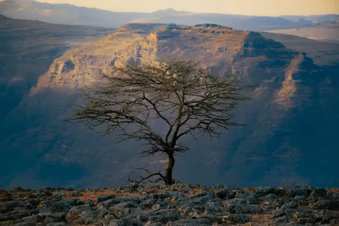 Lone Tree 4K Wallpaper · minimal · 3840×2560
