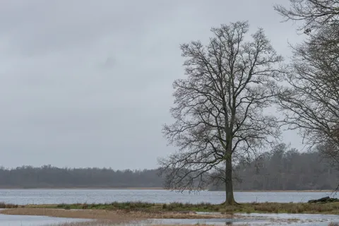 Lone Tree 4K Wallpaper · minimal · 3840×2560