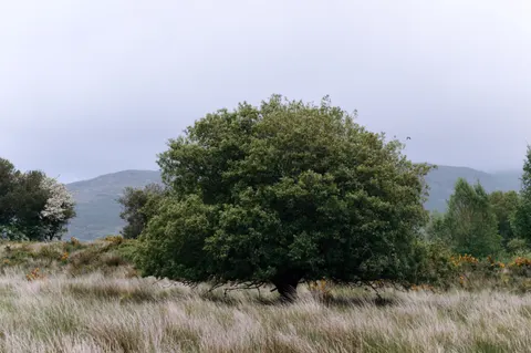 Lone Tree 4K Wallpaper · minimal · 3840×2553