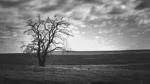 Lone Tree 4K Wallpaper · minimal · 3840×2160
