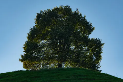 Lone Tree 4K Wallpaper · minimal · 3840×2561