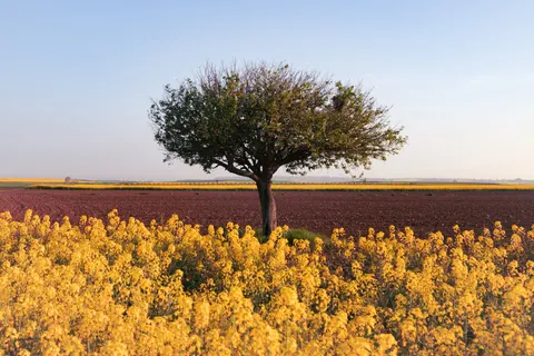 Lone Tree 4K Wallpaper · minimal · 3840×2560