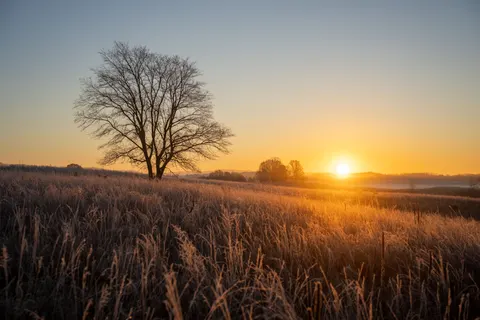 Lone Tree 4K Wallpaper · minimal · 3840×2560