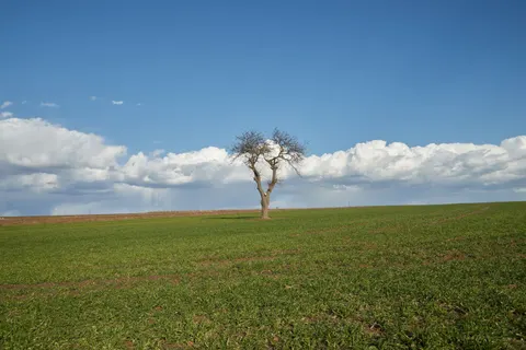 Lone Tree 4K Wallpaper · minimal · 3840×2560